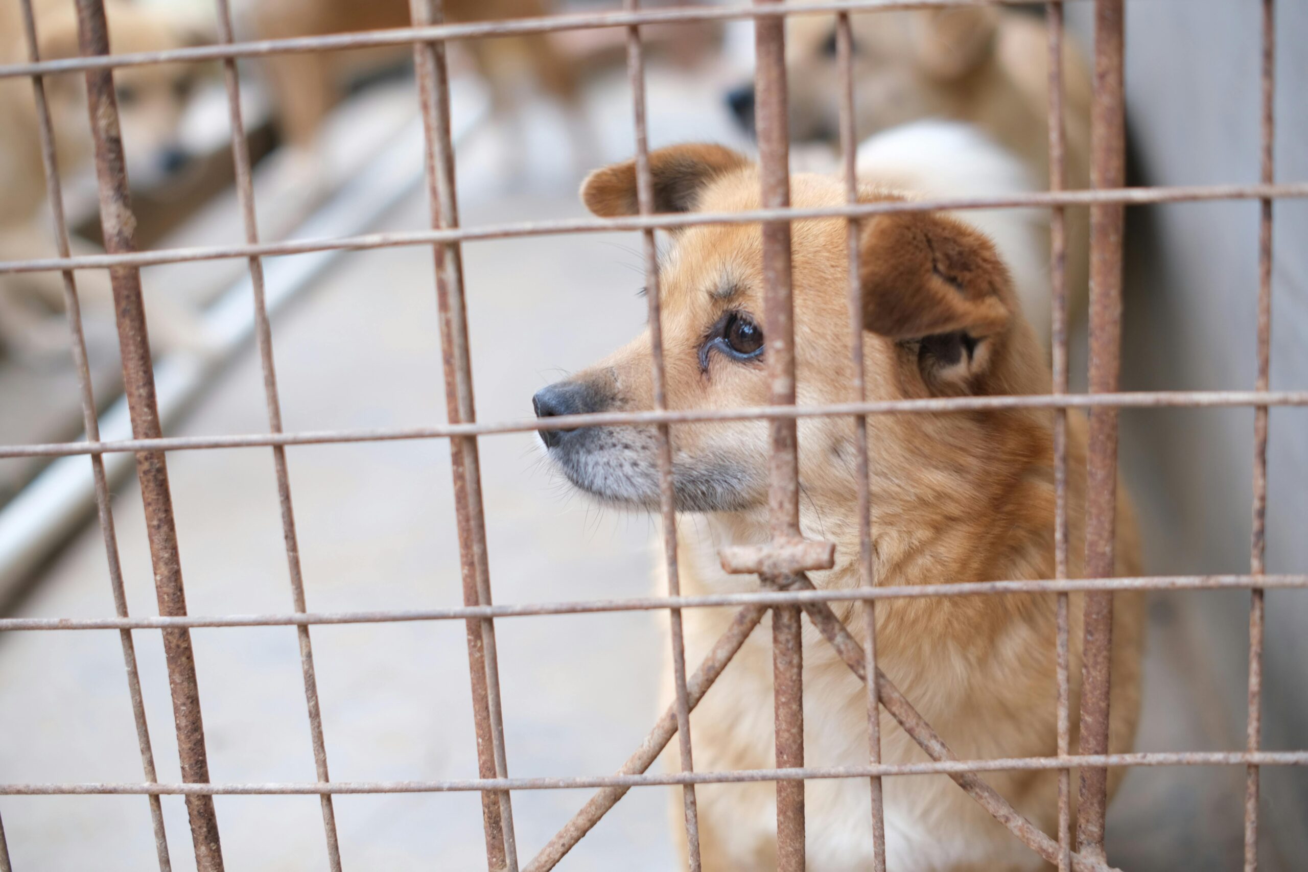 Abogado de mordeduras de perro en Albuquerque, Nuevo México que lucha por compensación por lesiones y cicatrices.
